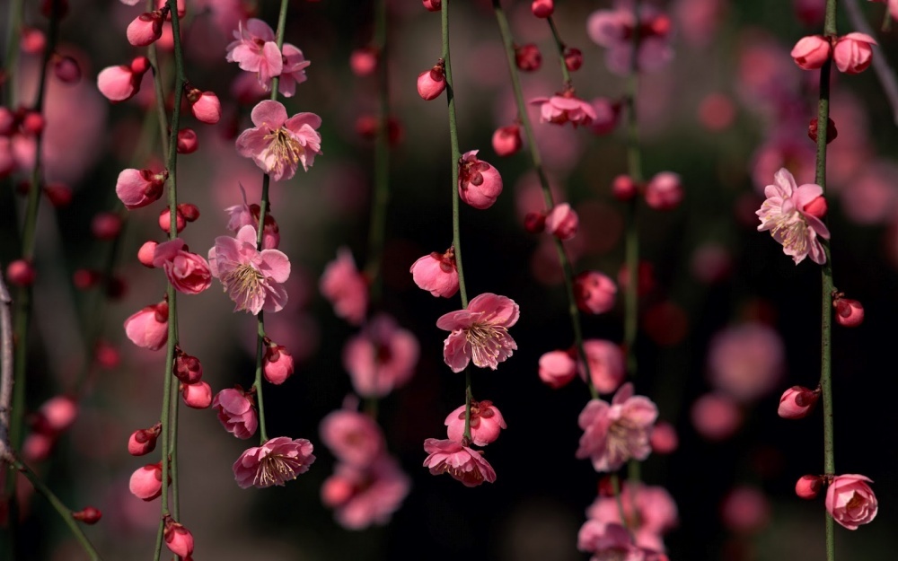 14252760-R3L8T8D-1000-4381355-R3L8T8D-1000-sakura-blossom-awesome-spring-flowers-nature_179469