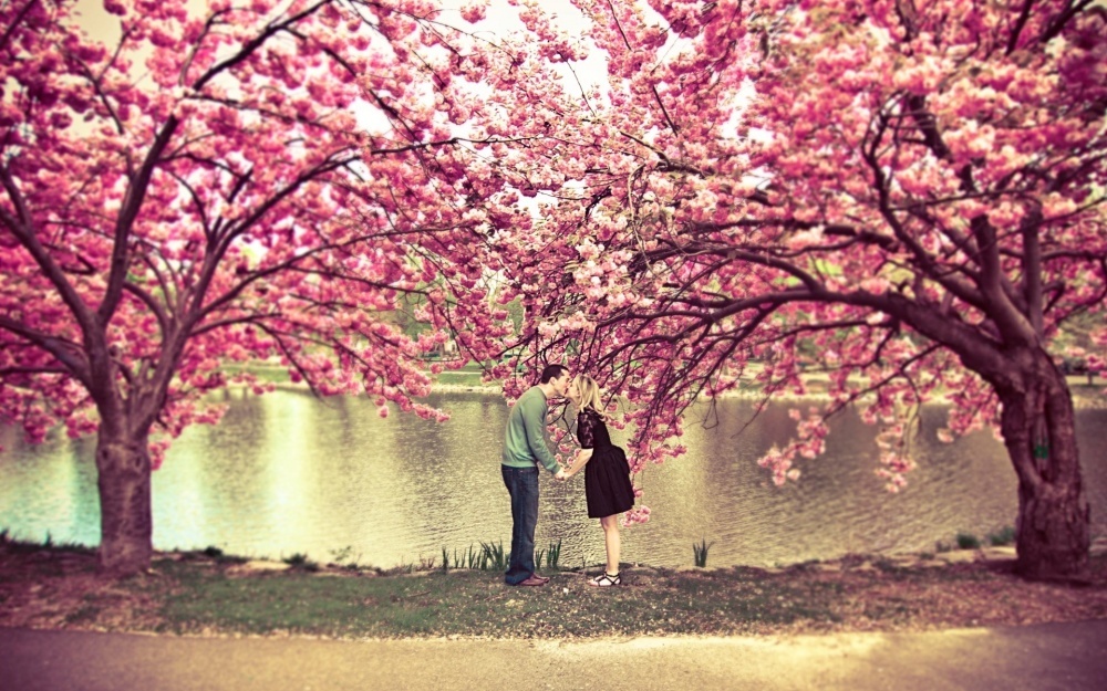 14253160-R3L8T8D-1000-4379105-R3L8T8D-1000-sakura-tree-flower-spring-pond-couple-kiss-love-nature