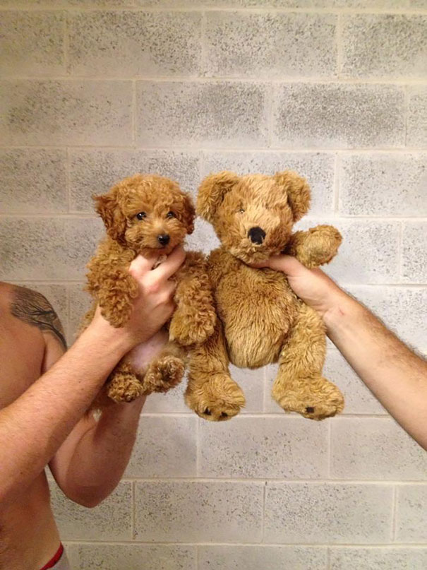 chubby-puppies-bear-cub-look-alikes-6__605