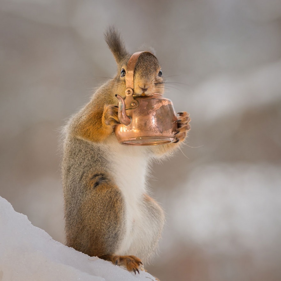 14128860-R3L8T8D-900-cute-squirrel-photography-geert-weggen-20