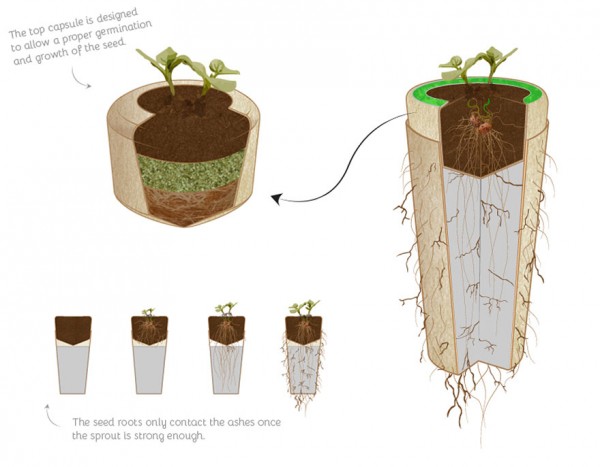 bios-urn-tree-after-life-biodegradable-5