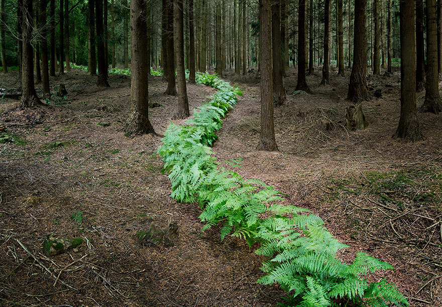 surreal-forest-photograhy-ellie-davis-6__880