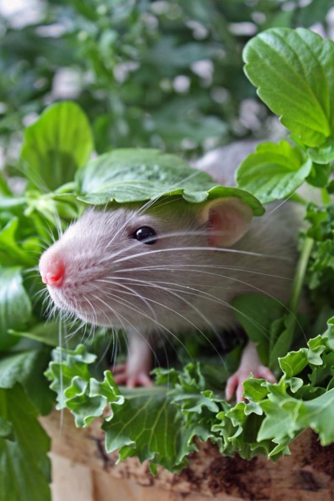 cute-pet-rats-42__880