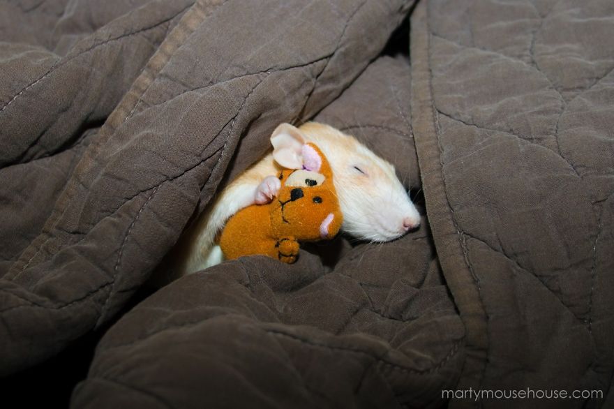 cute-pet-rats-4__880