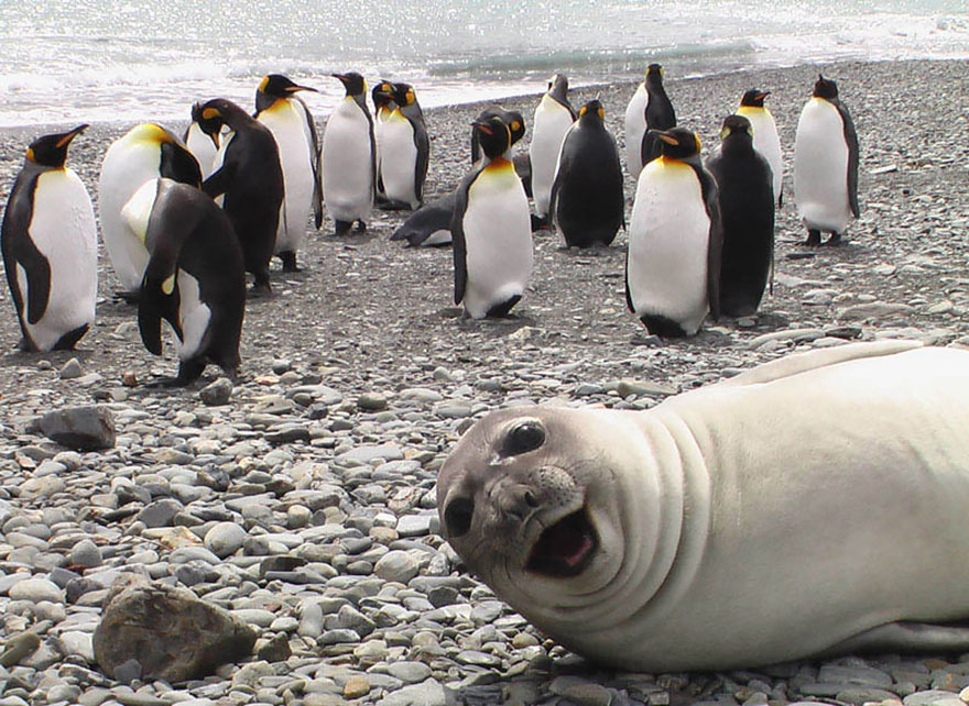 funny-animal-photobombs-13__880