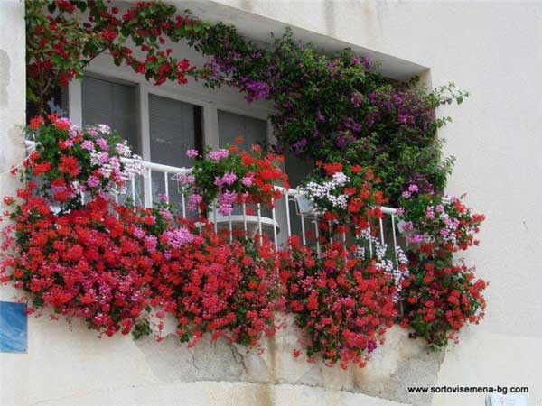 AD-Spectacular-Balcony-Garden-12