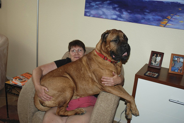 big-dog-funny-animal-photos-48__605