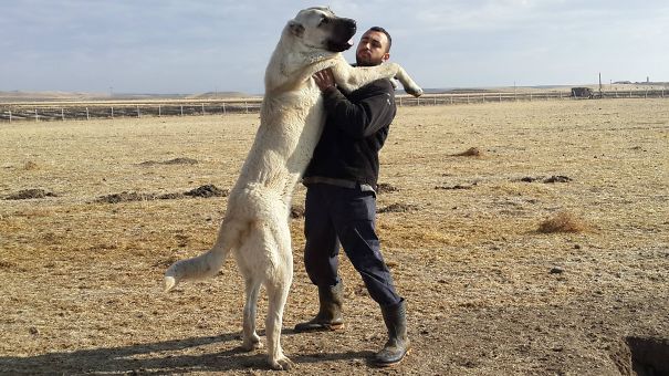 kangal__605