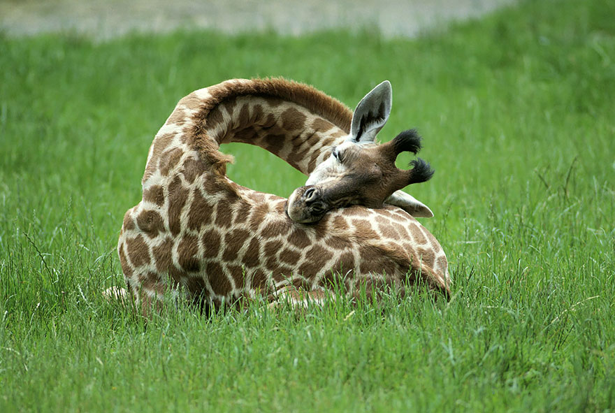 sleeping-giraffes-1__880[1]