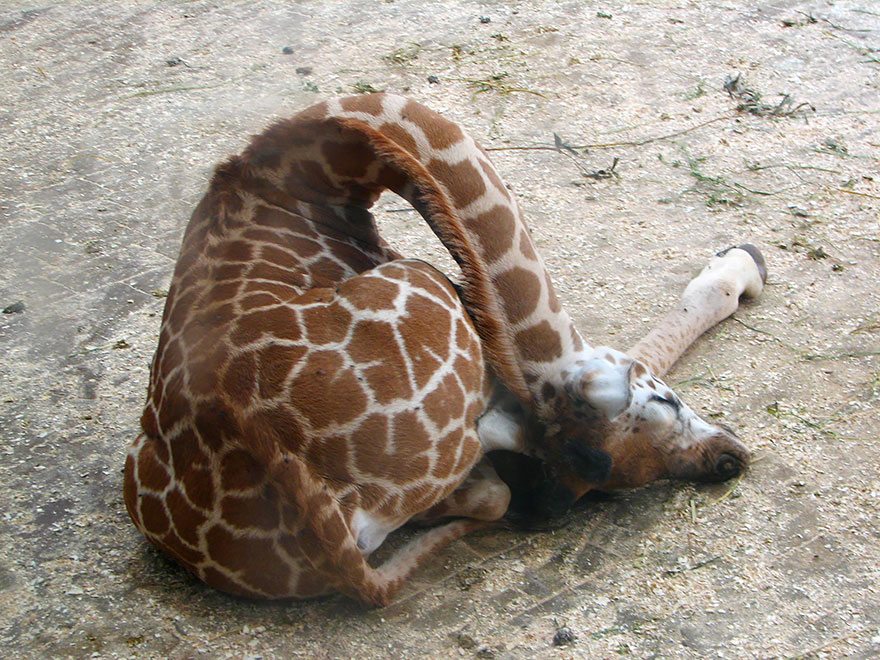 sleeping-giraffes-2__880[1]
