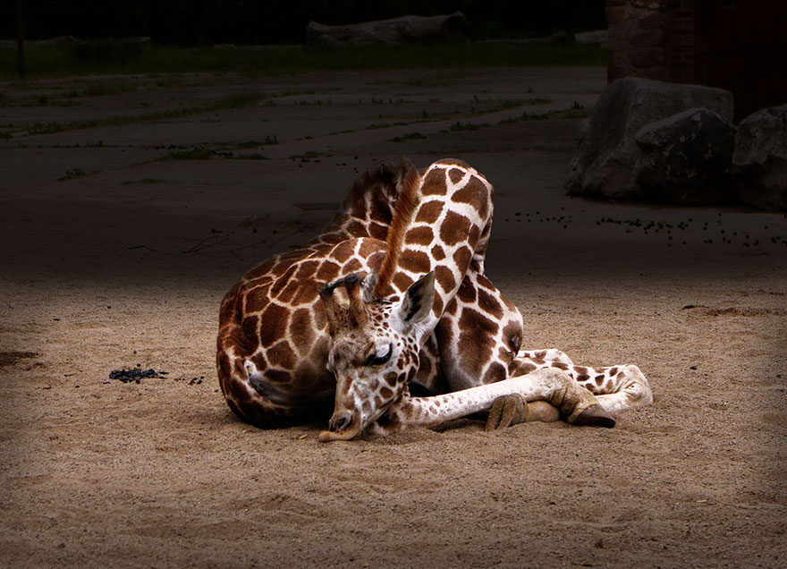 sleeping-giraffes-6__880[1]