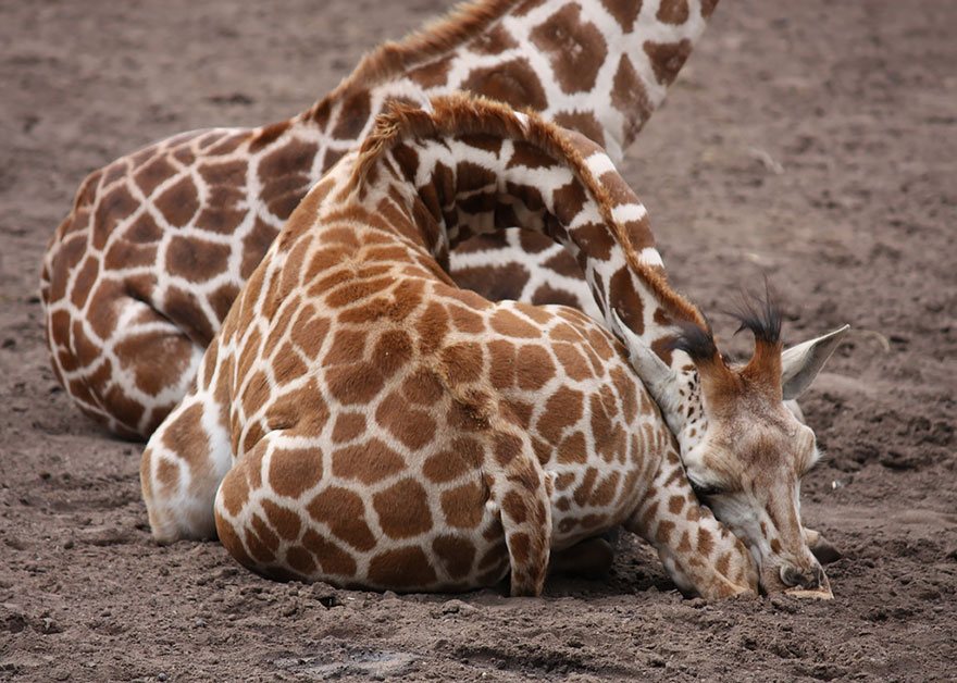 sleeping-giraffes-8__880[1]