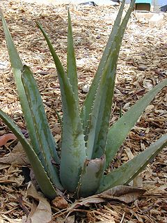 240px-Starr_011104-0040_Aloe_vera