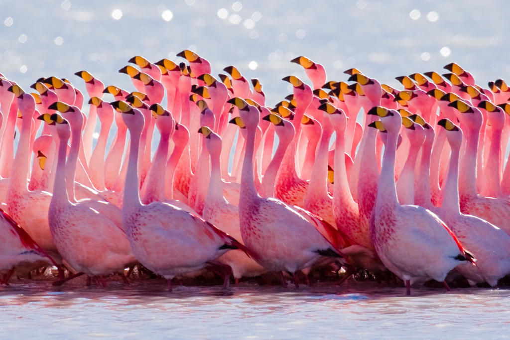 The James's Flamingo (Phoenicopterus jamesi), also known as the Puna Flamingo, is a South American flamingo, named for Harry Berkeley James. It breeds on the high Andean plateaus of Peru, Chile, Bolivia and Argentina. It is related to the Andean Flamingo, and the two are often placed in the genus Phoenicoparrus. It is a small and delicate flamingo, approximately 3 feet in height. Its plumage is pale pink, with bright carmine streaks around the neck and on the back. When perched a small amount of black can be seen in the wings. There is bright red skin around the eye. The legs are brick-red and the bill is bright yellow with a black tip. Immature birds are greyish. James's Flamingo is similar to other South American flamingoes, but the Chilean Flamingo is pinker, with a longer bill without yellow, and the Andean Flamingo is larger with more black in the wings and bill, and yellow legs.