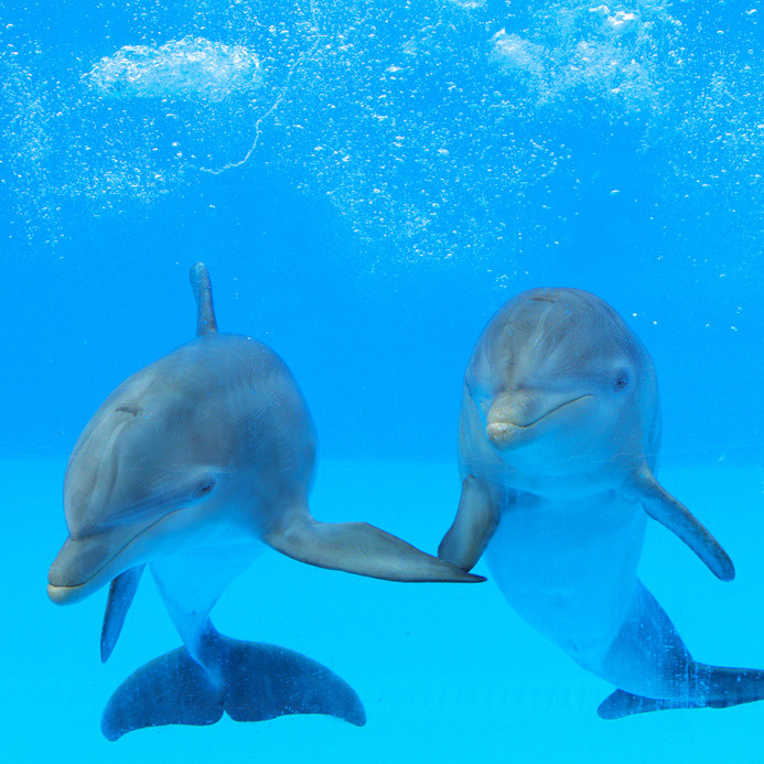 bottlenose-dolphins