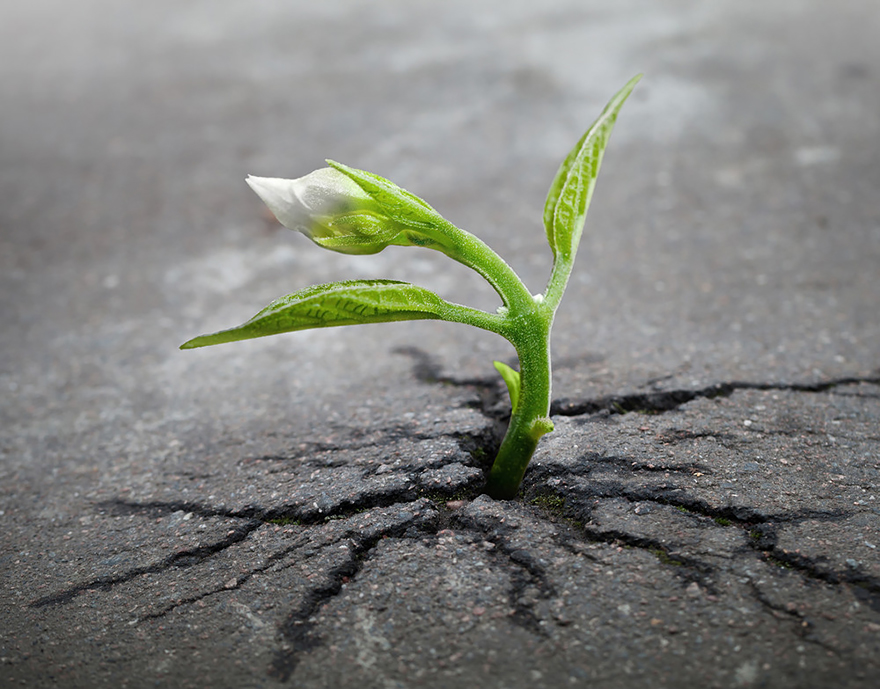 flower-tree-growing-concrete-pavement-101