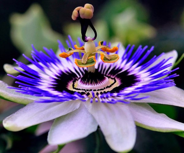 passiflora1