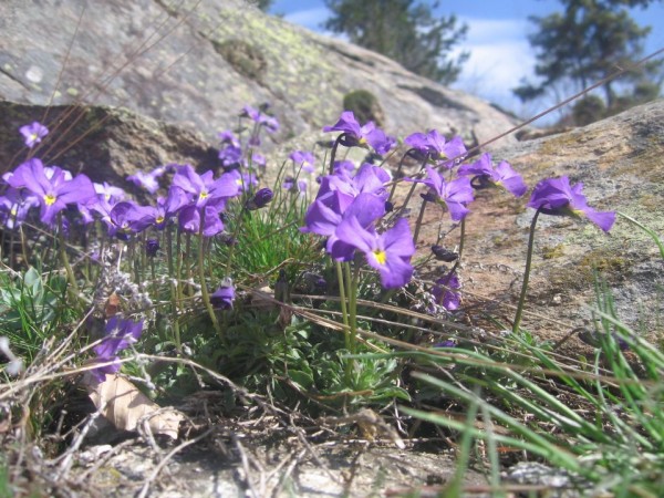 temjanuska-Viola-odorata