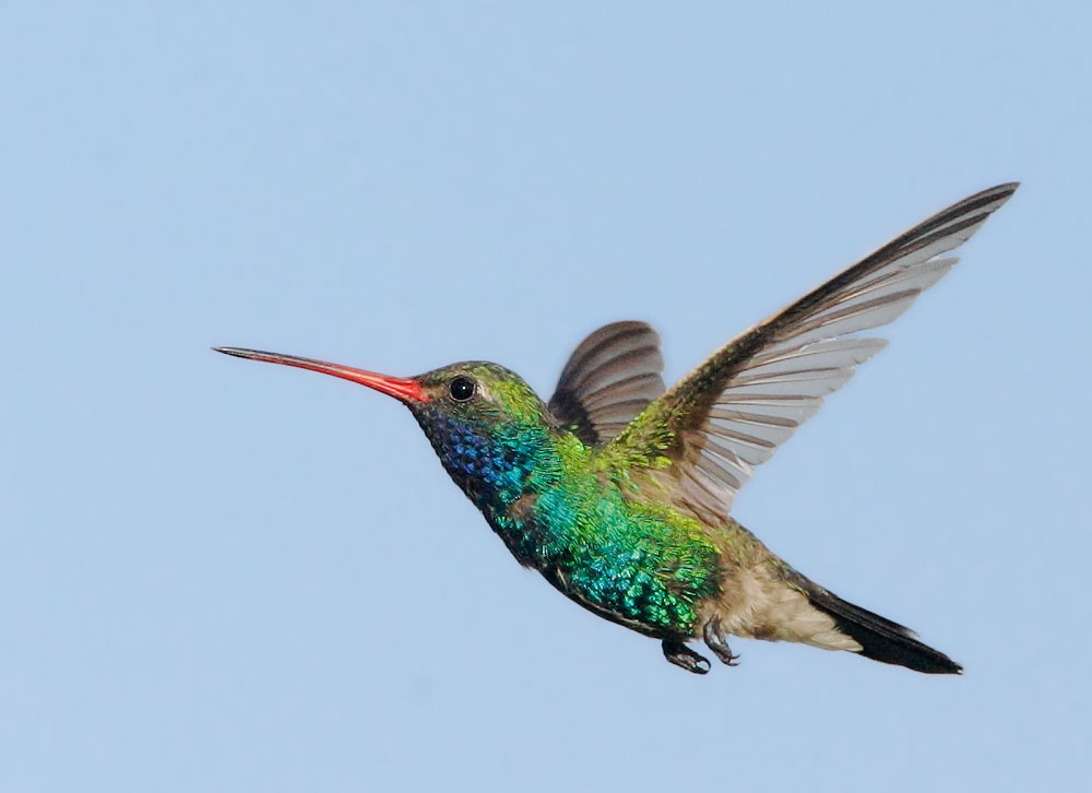 Broad-billed-Hummingbird-©-Tom-Grey[1]