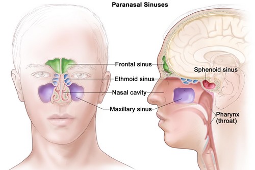 Paranasal-sinuses