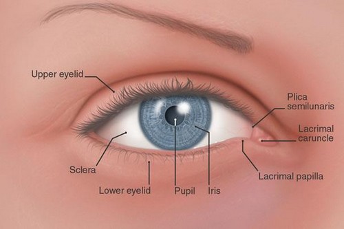 Plica-Semilunaris-of-Conjunctiva