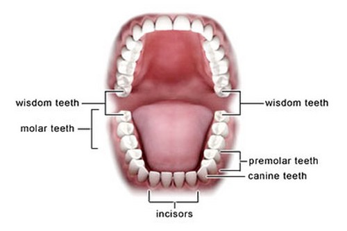 Wisdom-Teeth