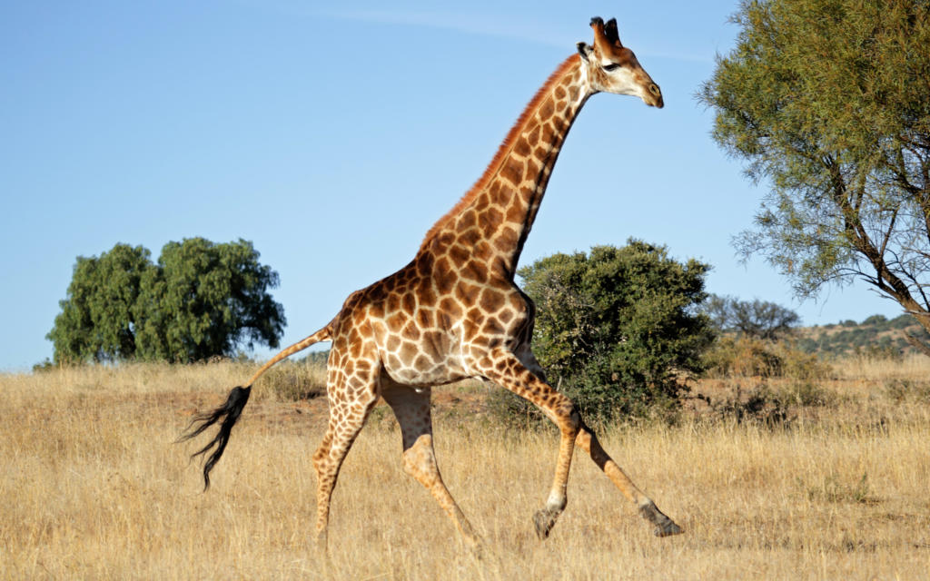 Giraffe (Giraffa camelopardalis) running on the African plains, South Africa