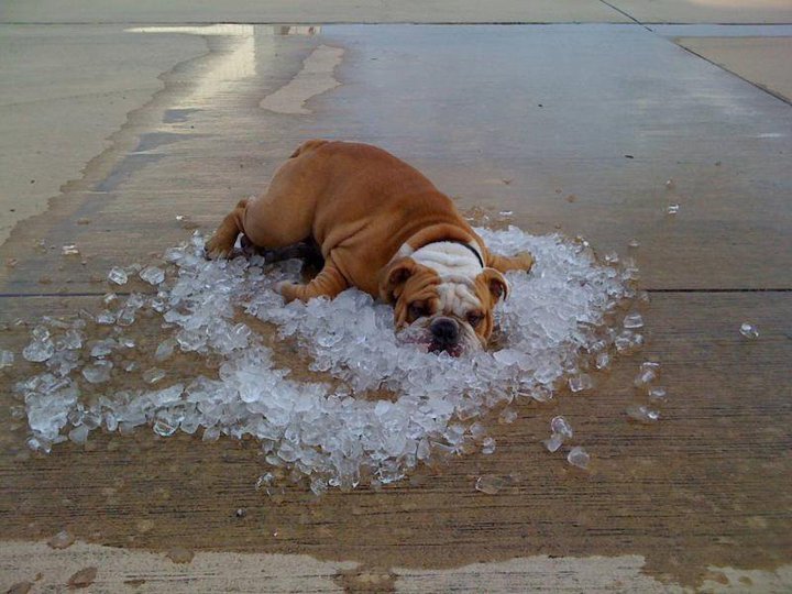 hot-dog-ice