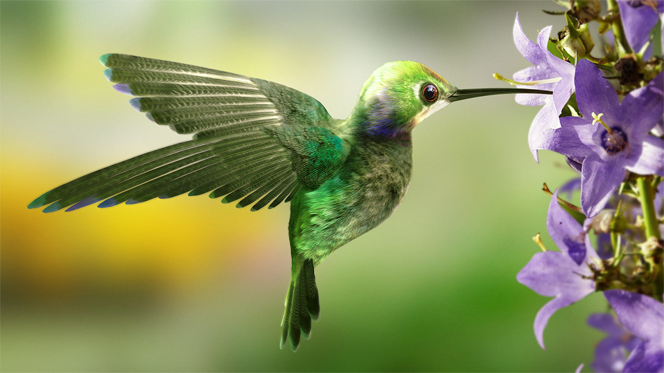 hummingbird[1]