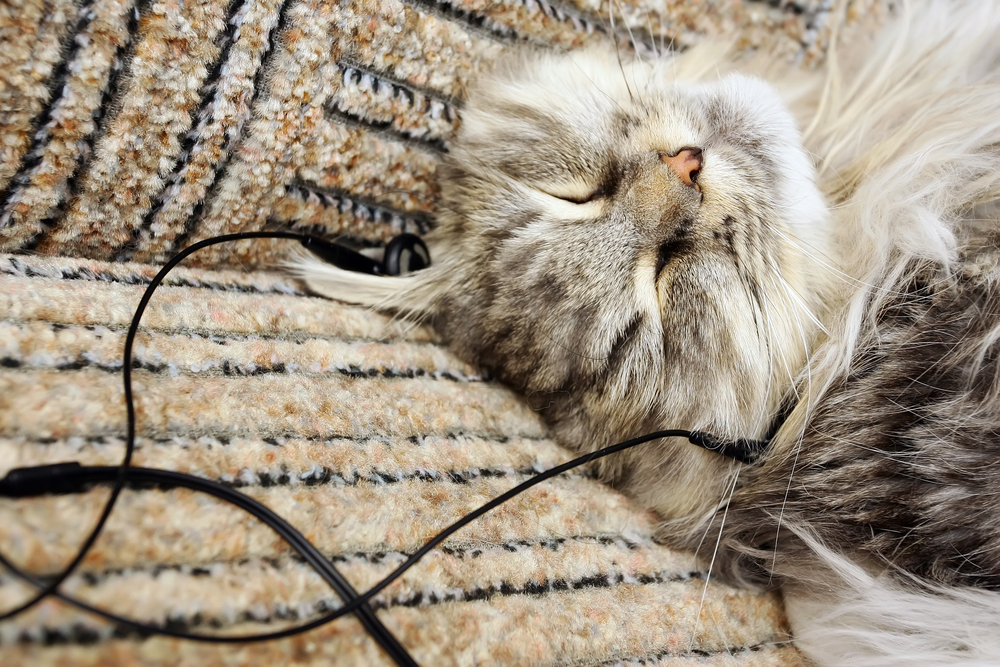 Cat-Listening-to-Music[1]