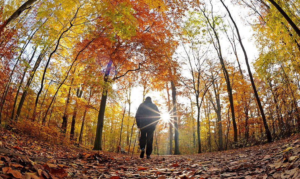 A man with Nordic walking poles walks in a forest in Hanover. The environmental organization Greenpeace is launching a campaign to protect the Lower Saxony beech forests.