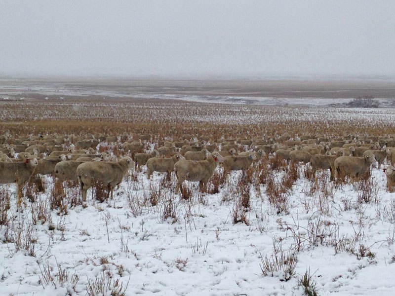 500-sheep-in-this-photo-liezel-kennedy-pilgrim-farms-1