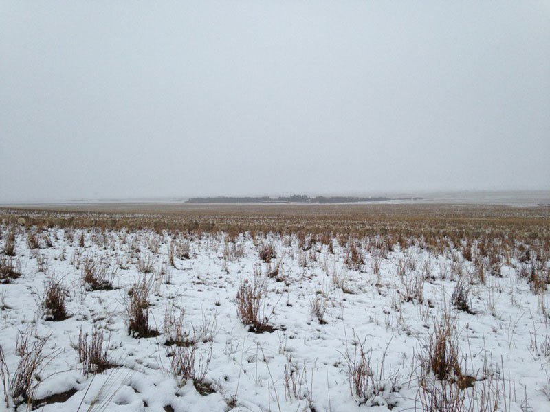 500-sheep-in-this-photo-liezel-kennedy-pilgrim-farms-2