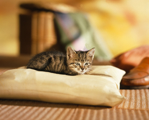 Little domestic cat on a pillow --- Image by © Pinto/Corbis