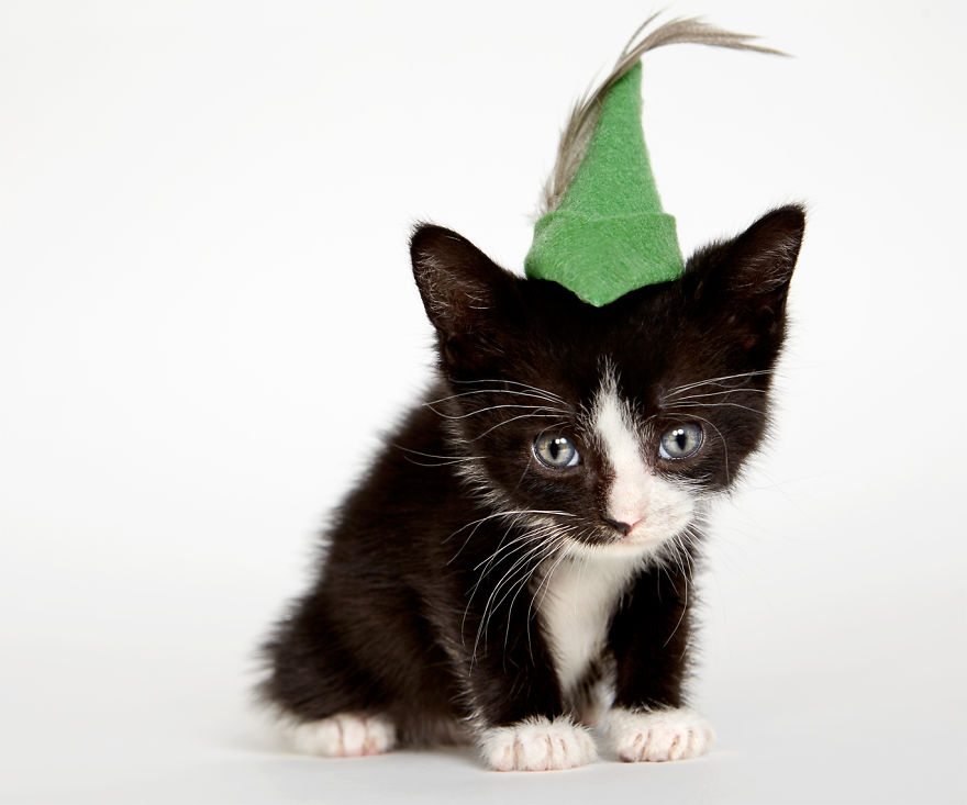 we-created-hats-for-shelter-cats-to-help-them-get-adopted-5__880