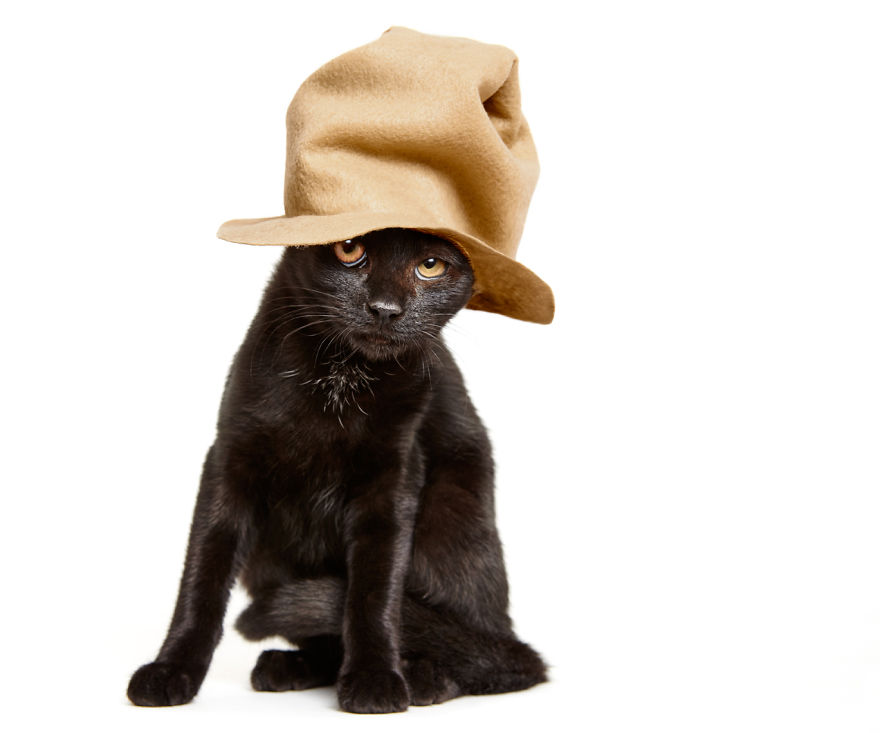 we-created-hats-for-shelter-cats-to-help-them-get-adopted-6__880