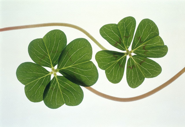 Clover --- Image by © Josh Westrich/Corbis