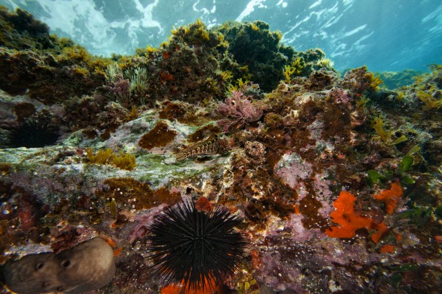 30 Jan 2010, Ischia, Italy --- A healthy seafloor at Castello Aragonese, a volcanic island off Naples. --- Image by © David Liittschwager/National Geographic Creative/Corbis