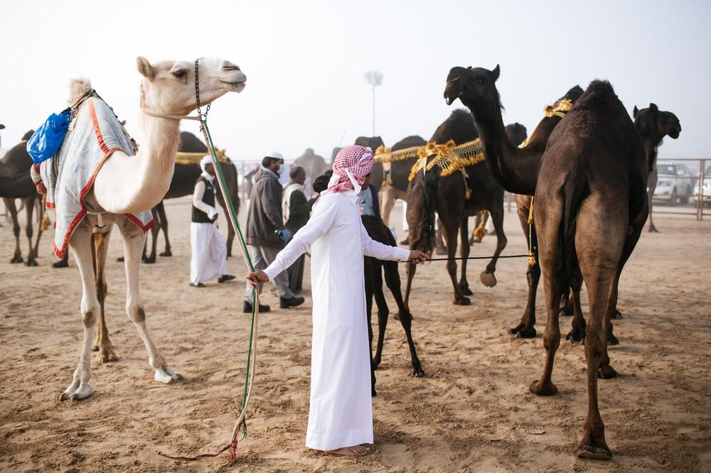 camel-beauty-contest-734-1450888522-size_1000