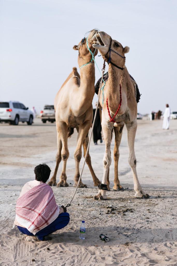 camel-beauty-contest-738-1450888514-size_1000