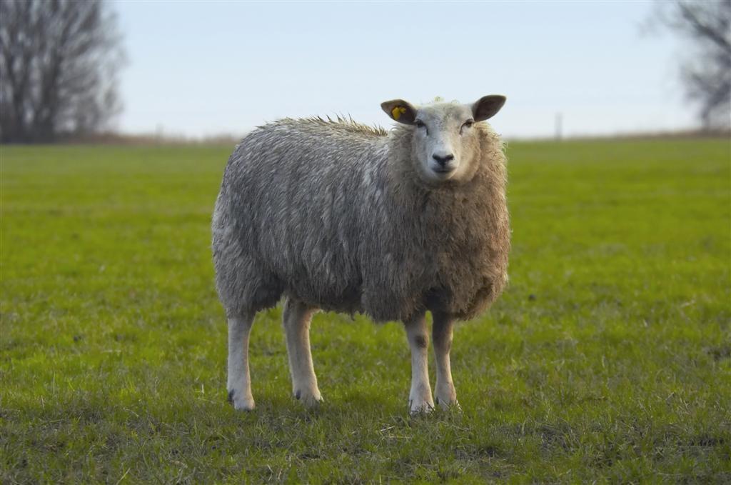 Dolly_the sheep