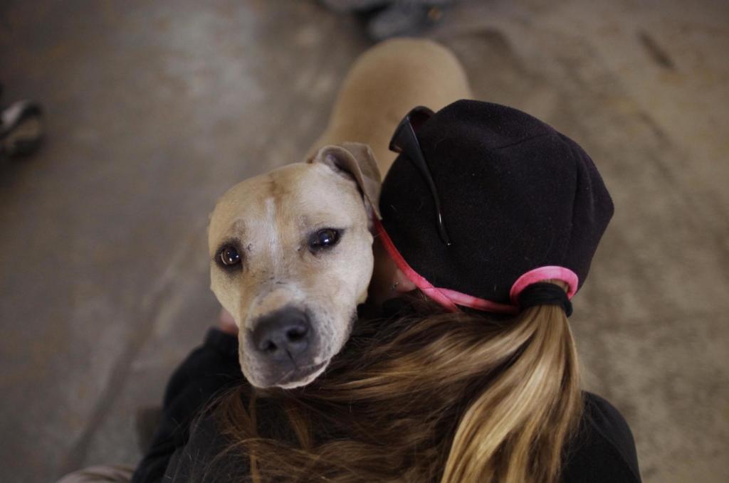 ** ADVANCE FOR RELEASE, SUNDAY, JAN. 30, AND THEREAFTER ** In this photo taken Thursday, Jan. 20, 2011, Ellen gets a hug from Dogtown caregiver Michelle Logan in Kanab, Utah. Ellen is one of 13 pit bulls slowly recovering at the Best Friends Animal Society in the wilderness of Utah, a world away from where their lives began, chained in basements and forced into dogfighting rings as part of the business bankrolled by football player Michael Vick. (AP Photo/Julie Jacobson)