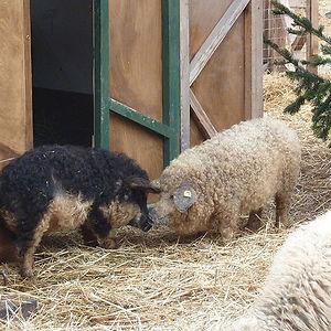 mangalitsa-furry-pigs-hairy-sheep-310__300