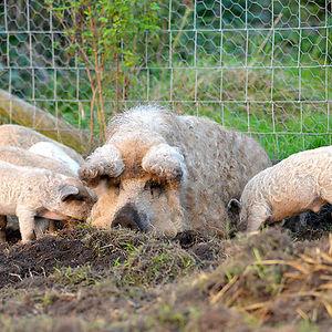 mangalitsa-furry-pigs-hairy-sheep-410__300