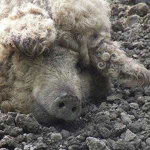 mangalitsa-furry-pigs-hairy-sheep-54__300