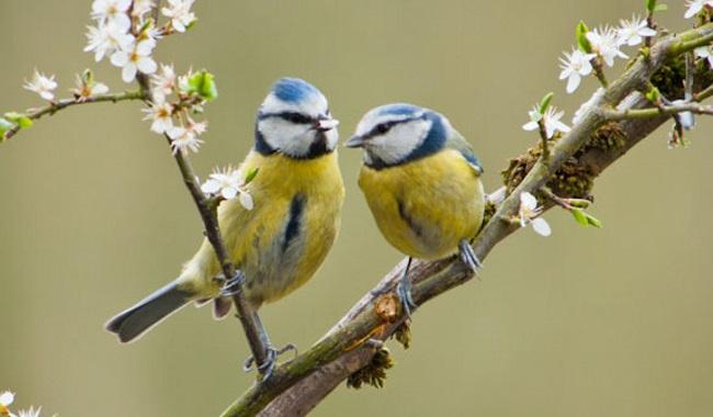 Two-blue-tits-on-blossom-branch-by-David-Reynolds-Creative-Commons