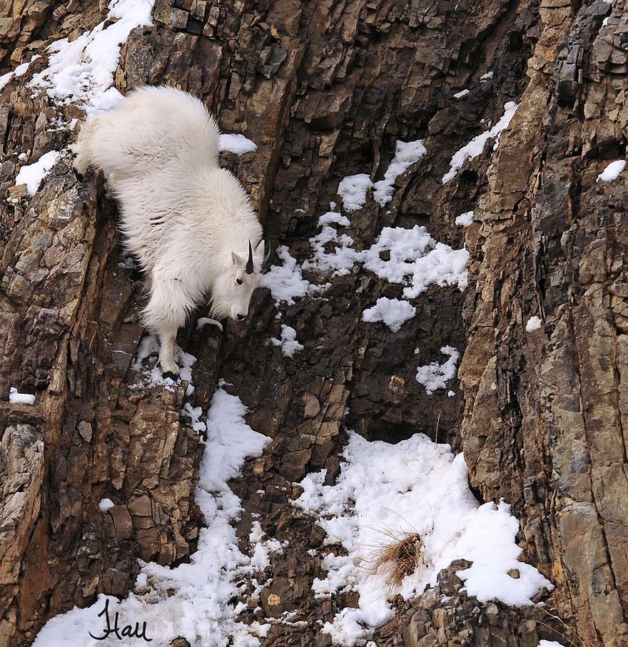 crazy-goats-on-cliffs-10