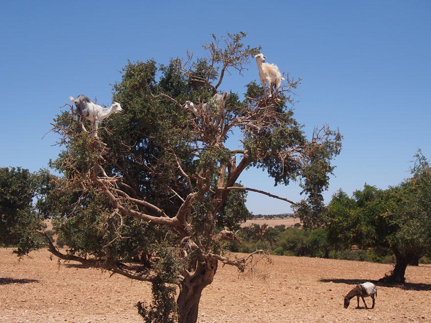 crazy-goats-on-cliffs-20