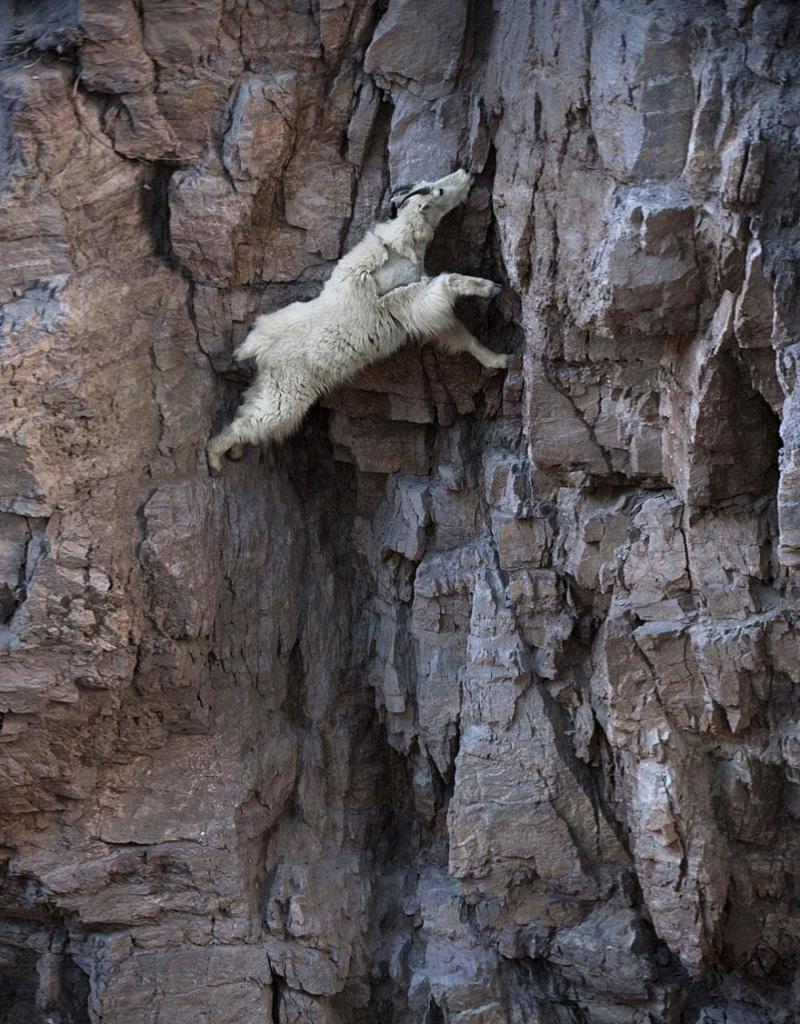 crazy-goats-on-cliffs-7