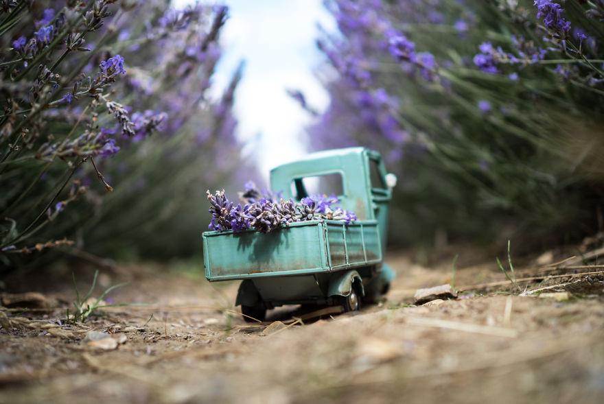 Lavender-delivery-Hitchin-573af8fb9da3e__880